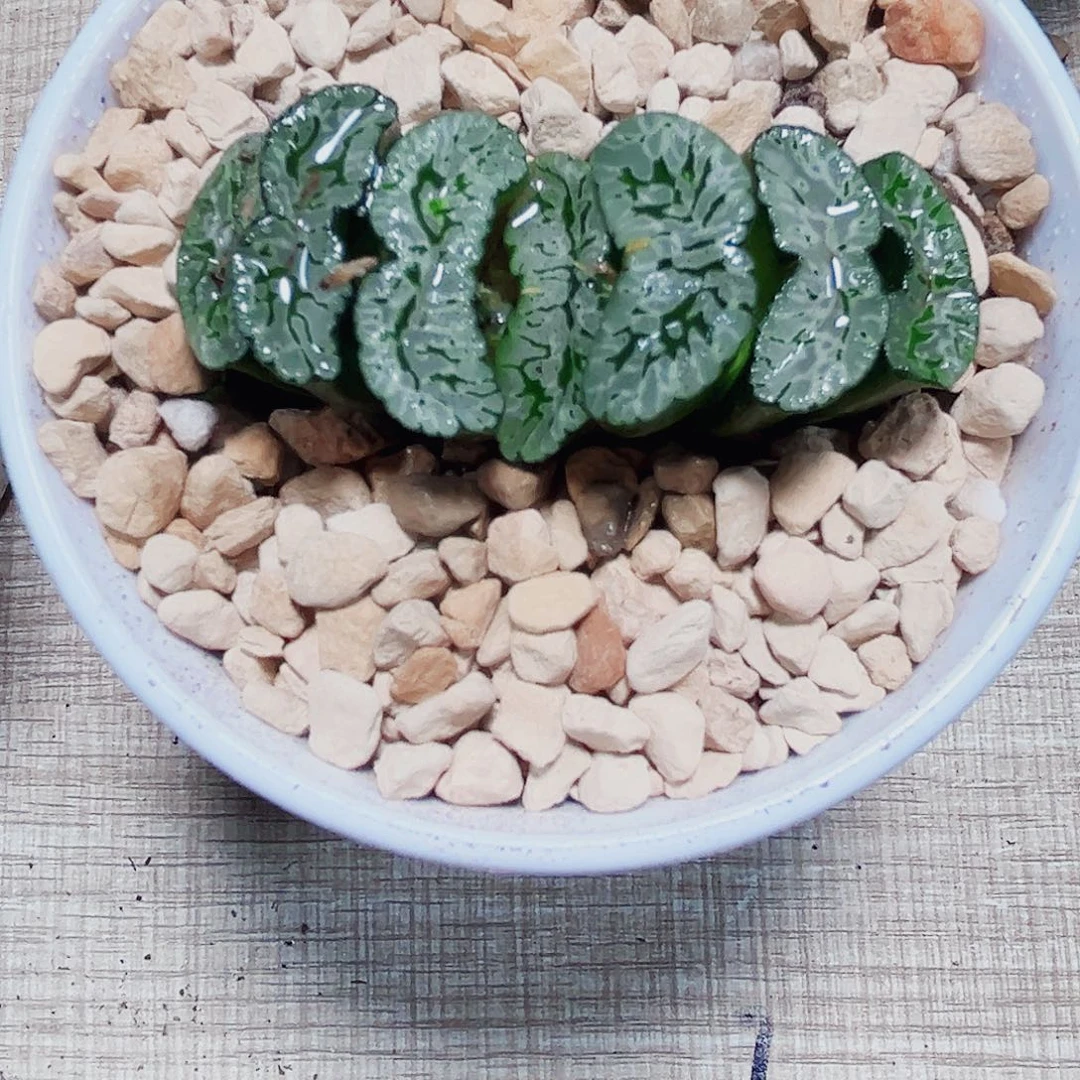 嫣***然玄武玉扇多肉植物6666