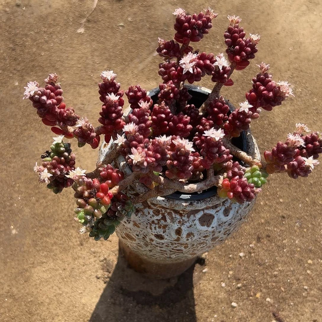 多肉植物红珊瑚群