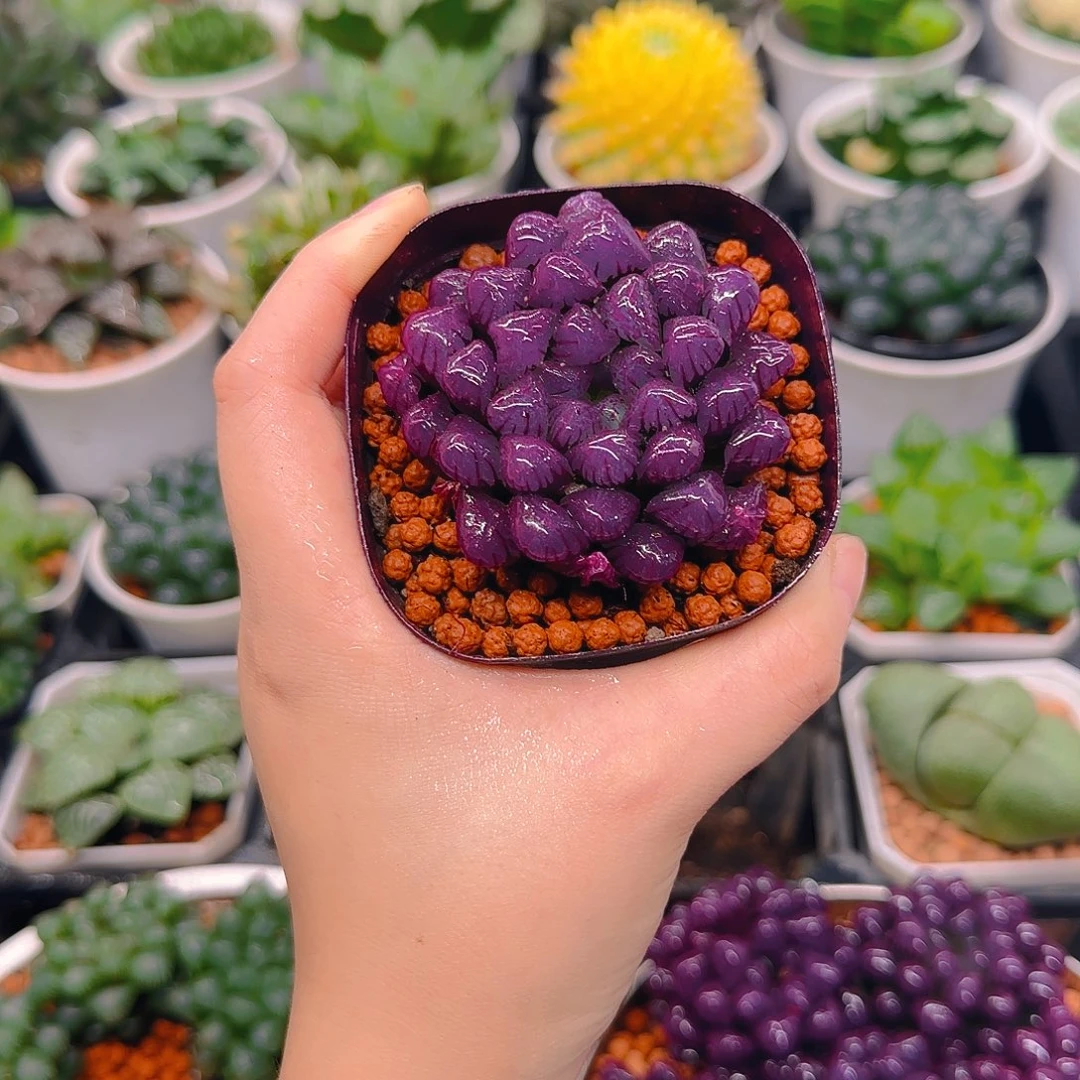 紫宝石冰灯玉露，原盆，人工上色