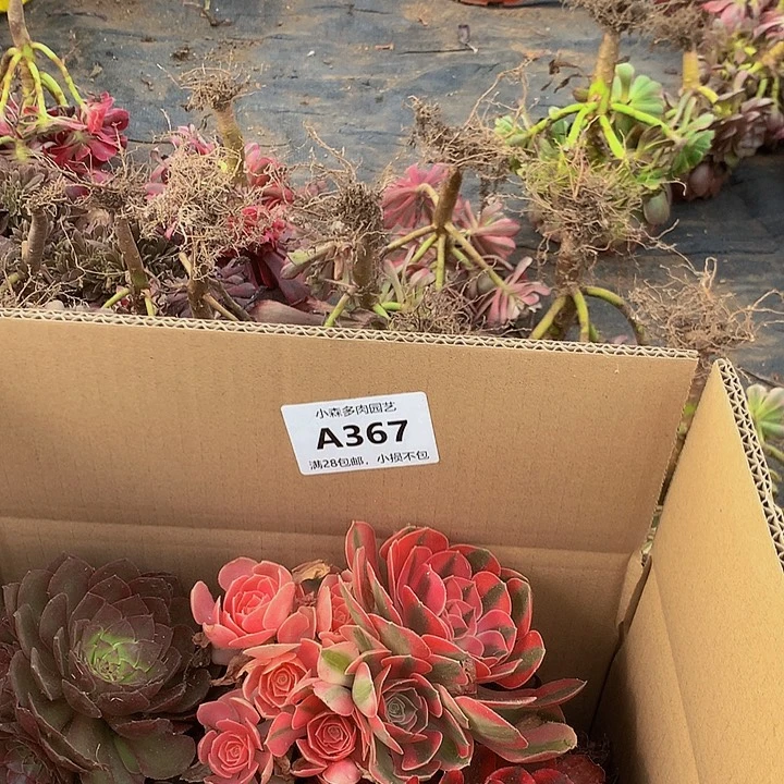 367，888888888无售后