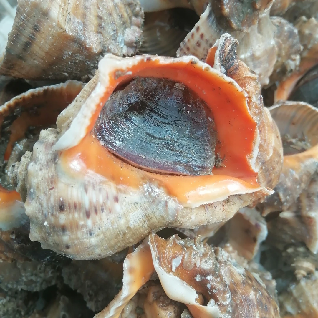 东港海螺 4斤 一斤7个头 （运输途中会有吐紫色辣筋属于正常