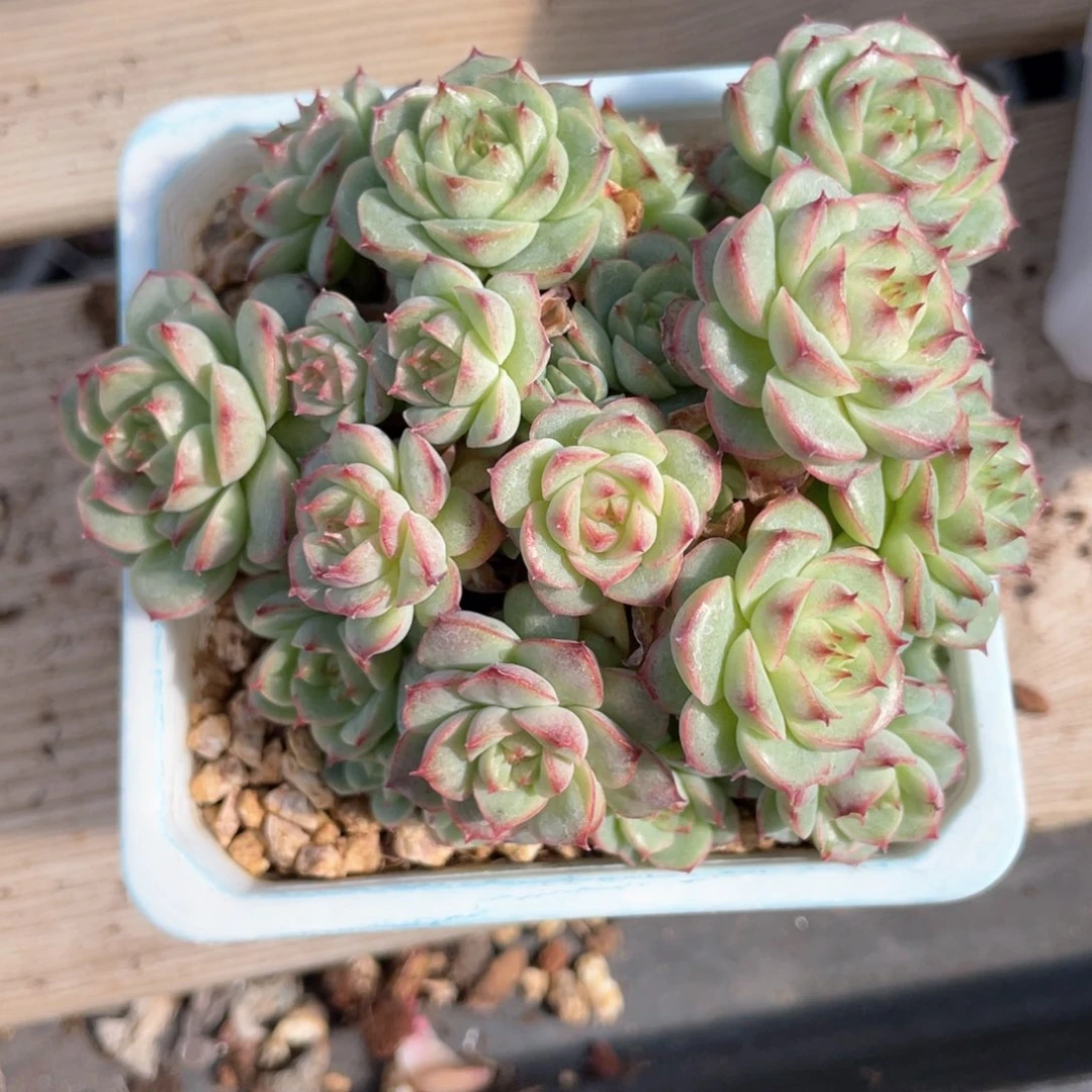 优选珍妮福利1201