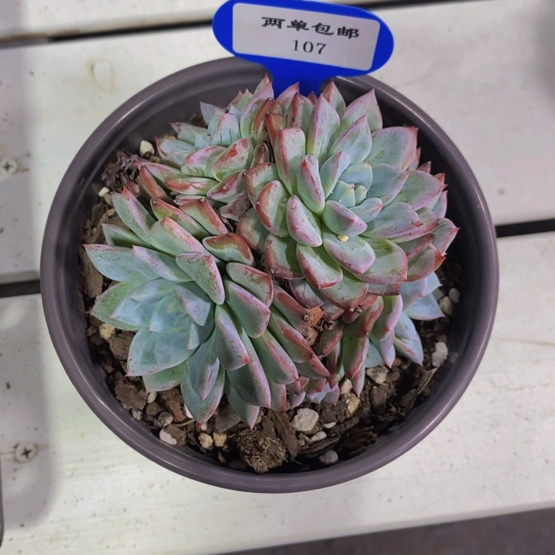 107-精品维特群一个