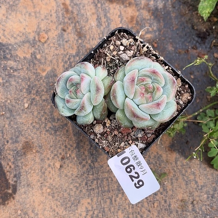 阿雅园艺。       629