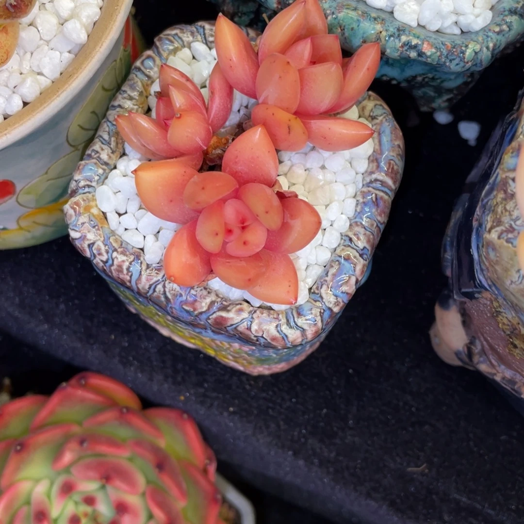 暖***W多肉植物盆栽多肉