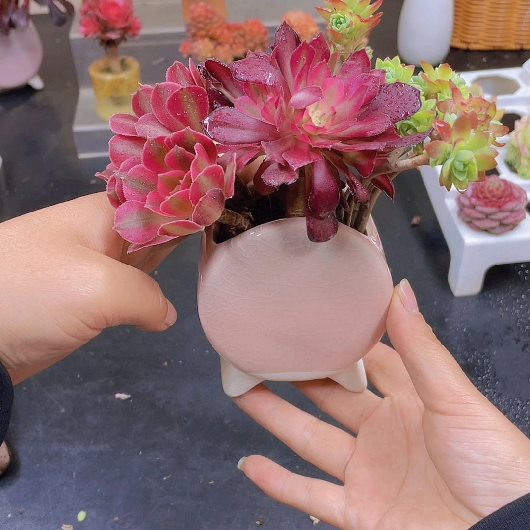 多肉无土栽培多肉植物