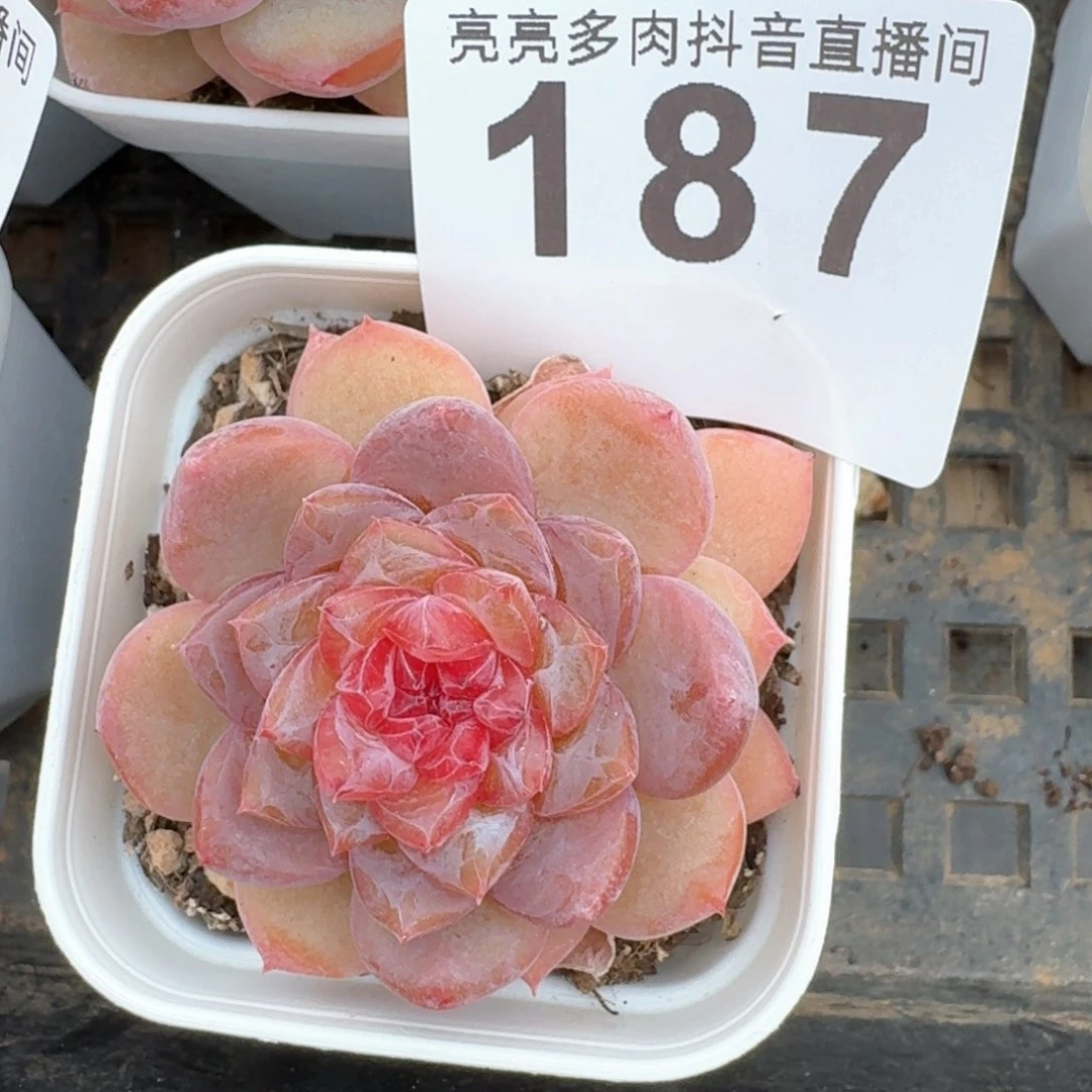 桃*孤品         多肉植物