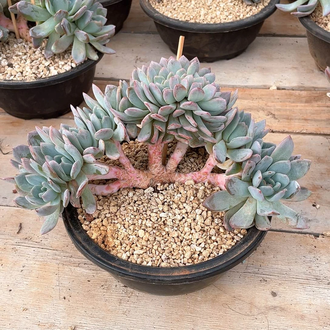 多肉植物多肉植物