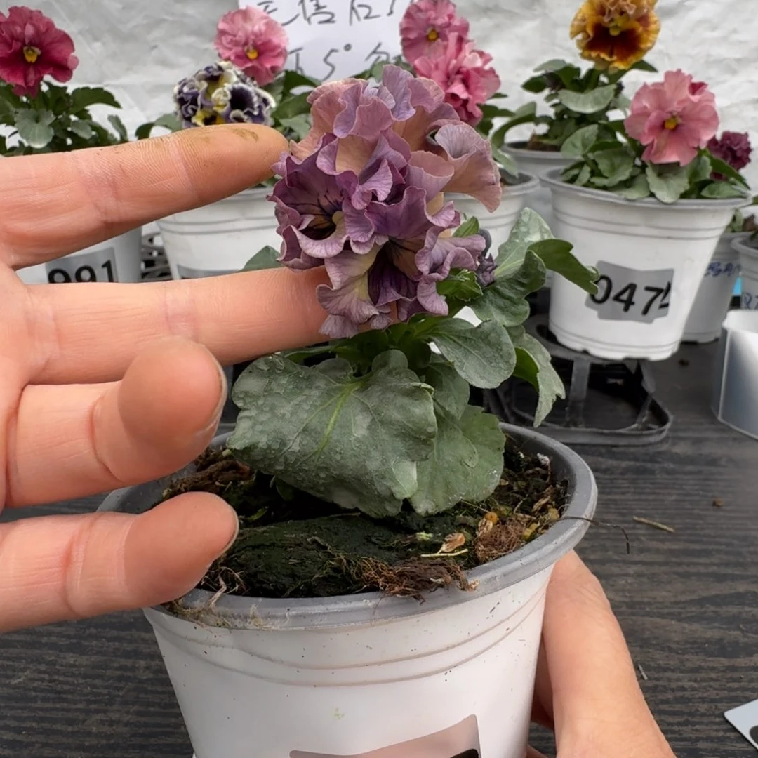 全部花朵528号礼服