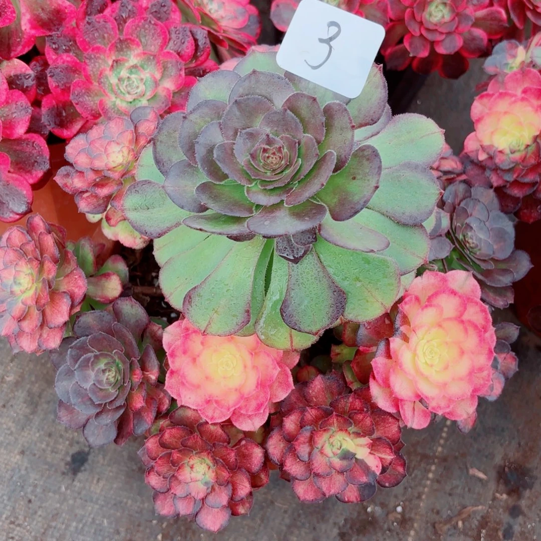 一物一拍多肉法师03