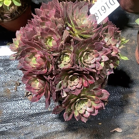 1618万圣节黄锦多肉法师