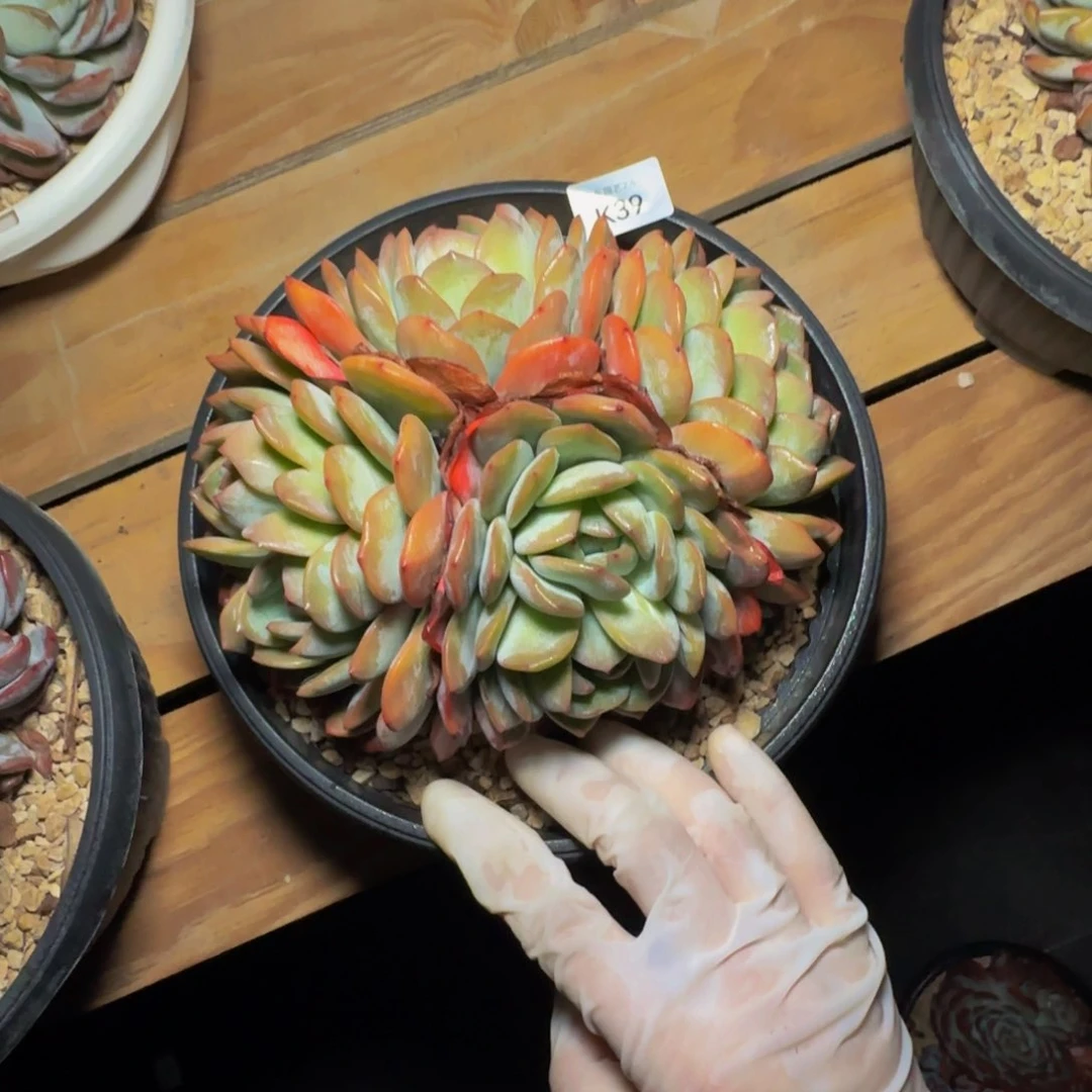 k k k k k k k k k 39