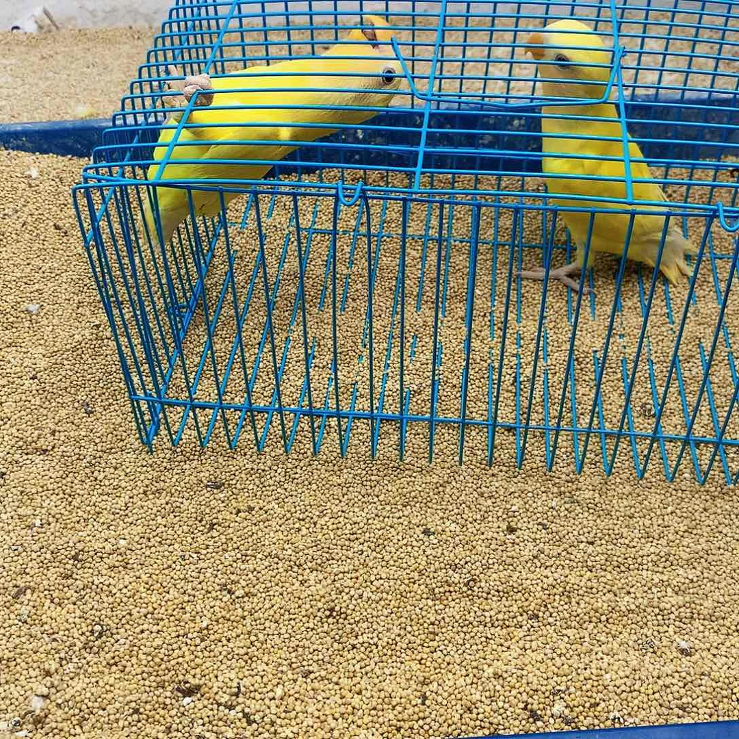 小***弟虎皮鹦鹉牡丹一如
