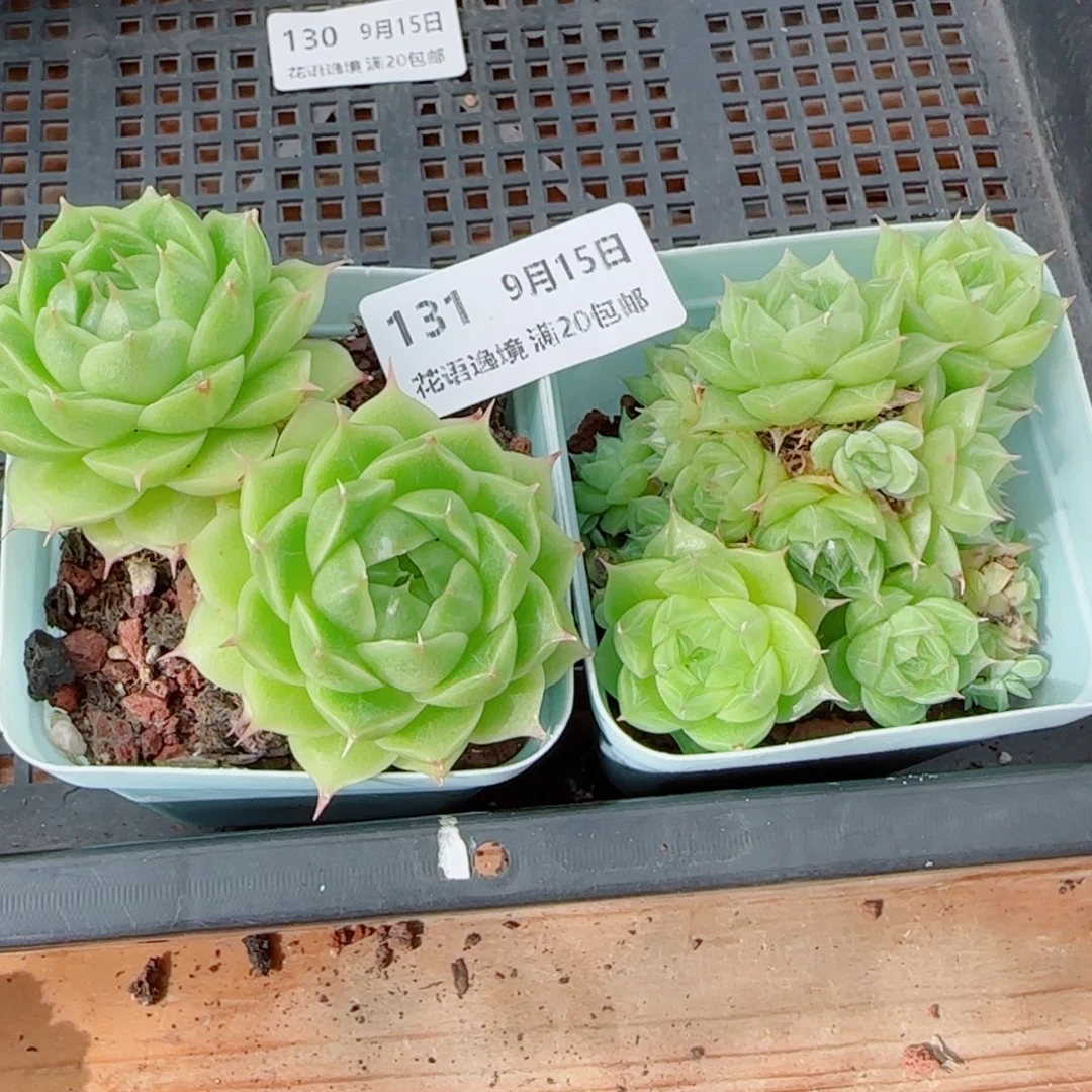花语逸镜0915-131散两个