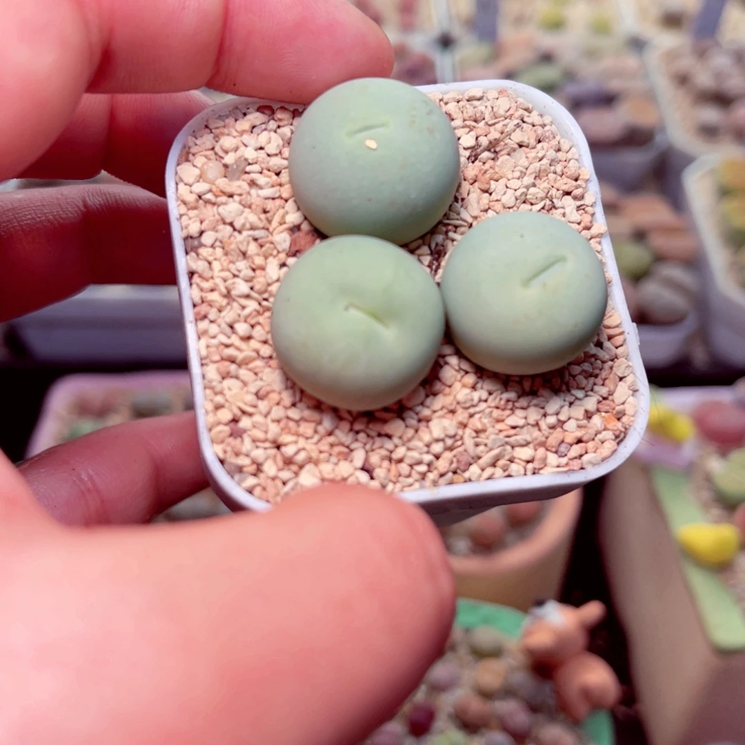 604号带盆盆包邮发货