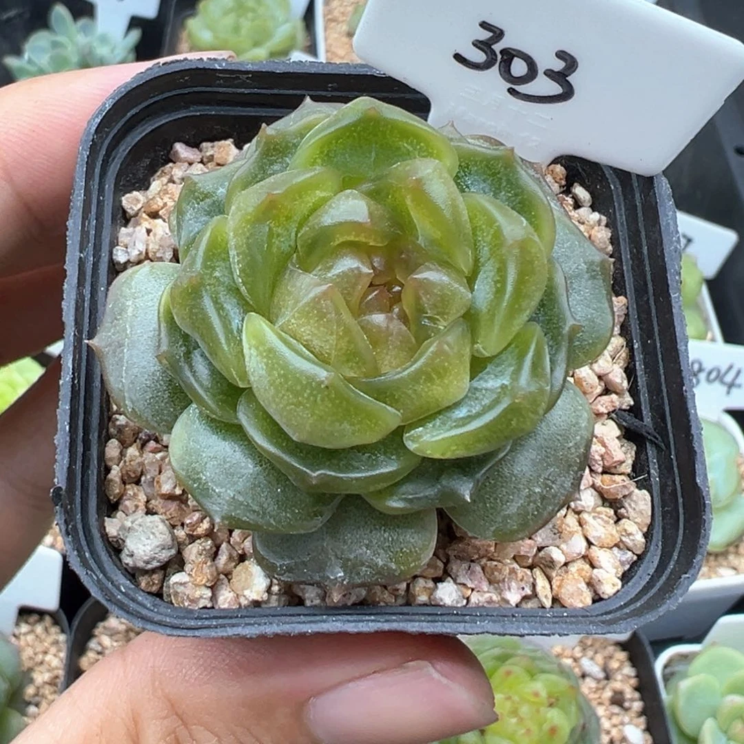 303号宫花系列玉簪