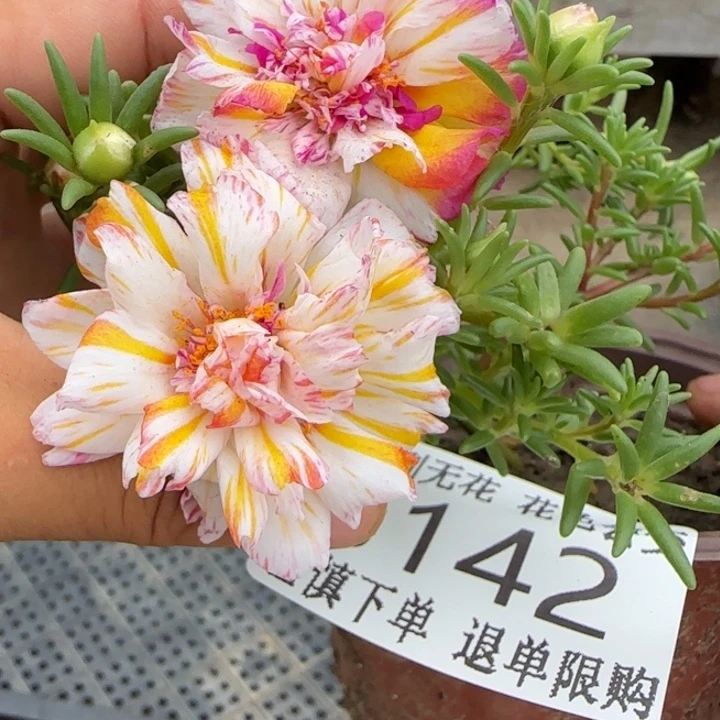 无花朵J142超小苗盆口10cm可能有虫糖宝