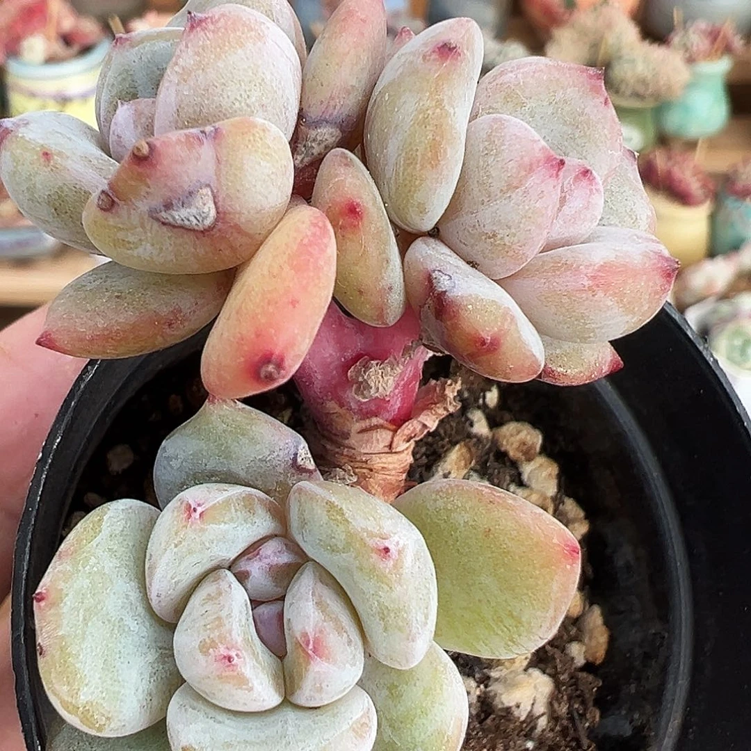 半*果星影群生老桩多肉，