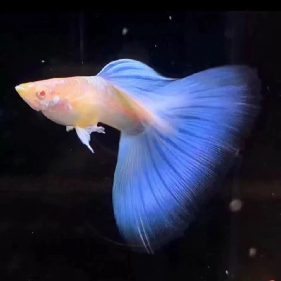 天空蓝孔雀鱼带观赏鱼小鱼纯种好养热带鱼小型繁殖