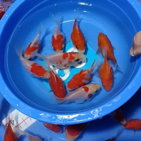 锦鲤50505000000000000