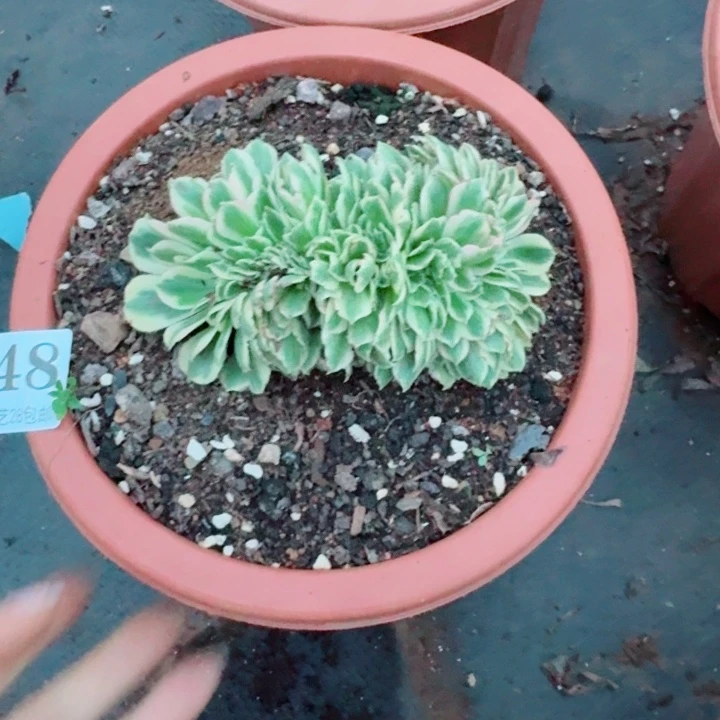 548迈巴赫缀化多肉植物满28包