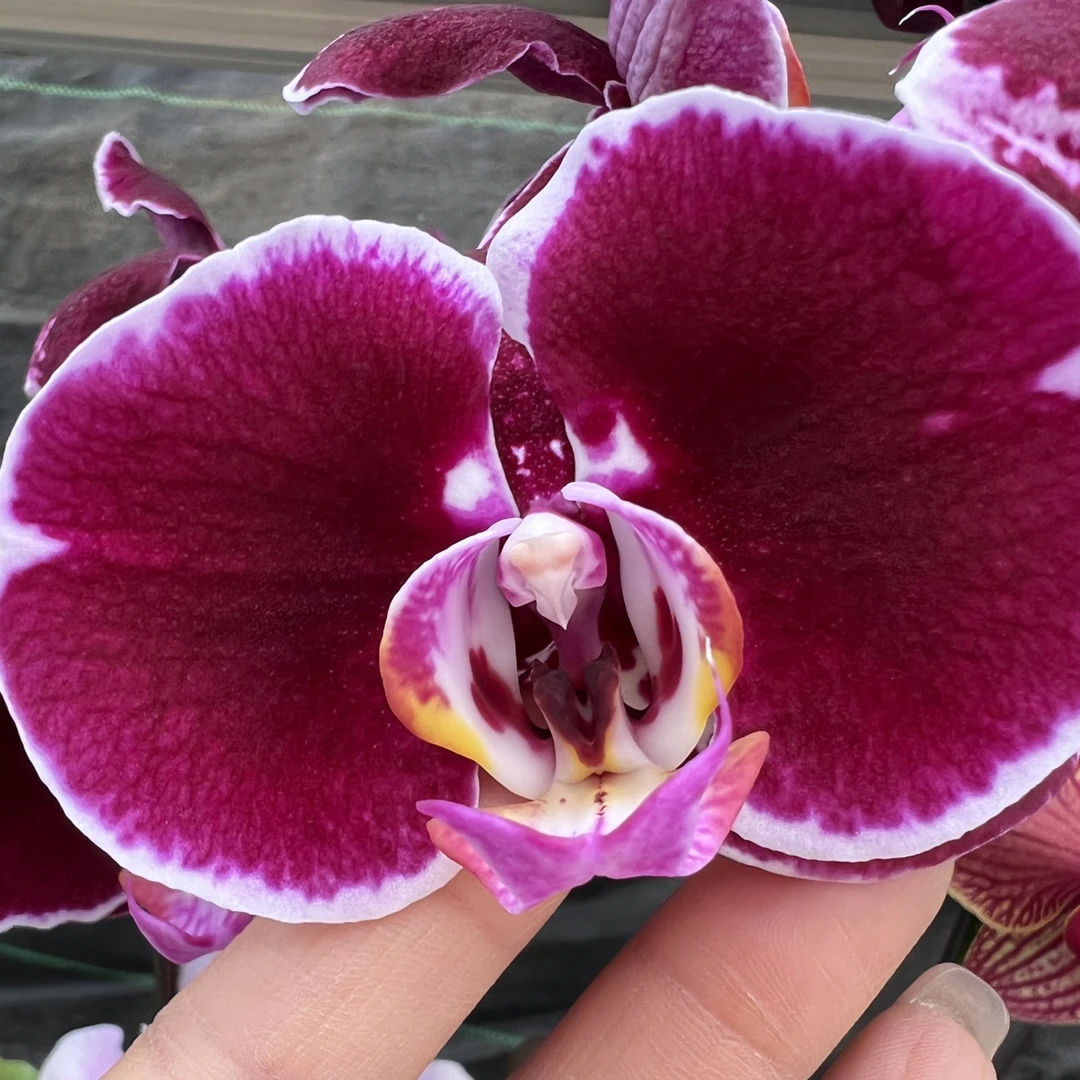 万花苑自提福利小黑花