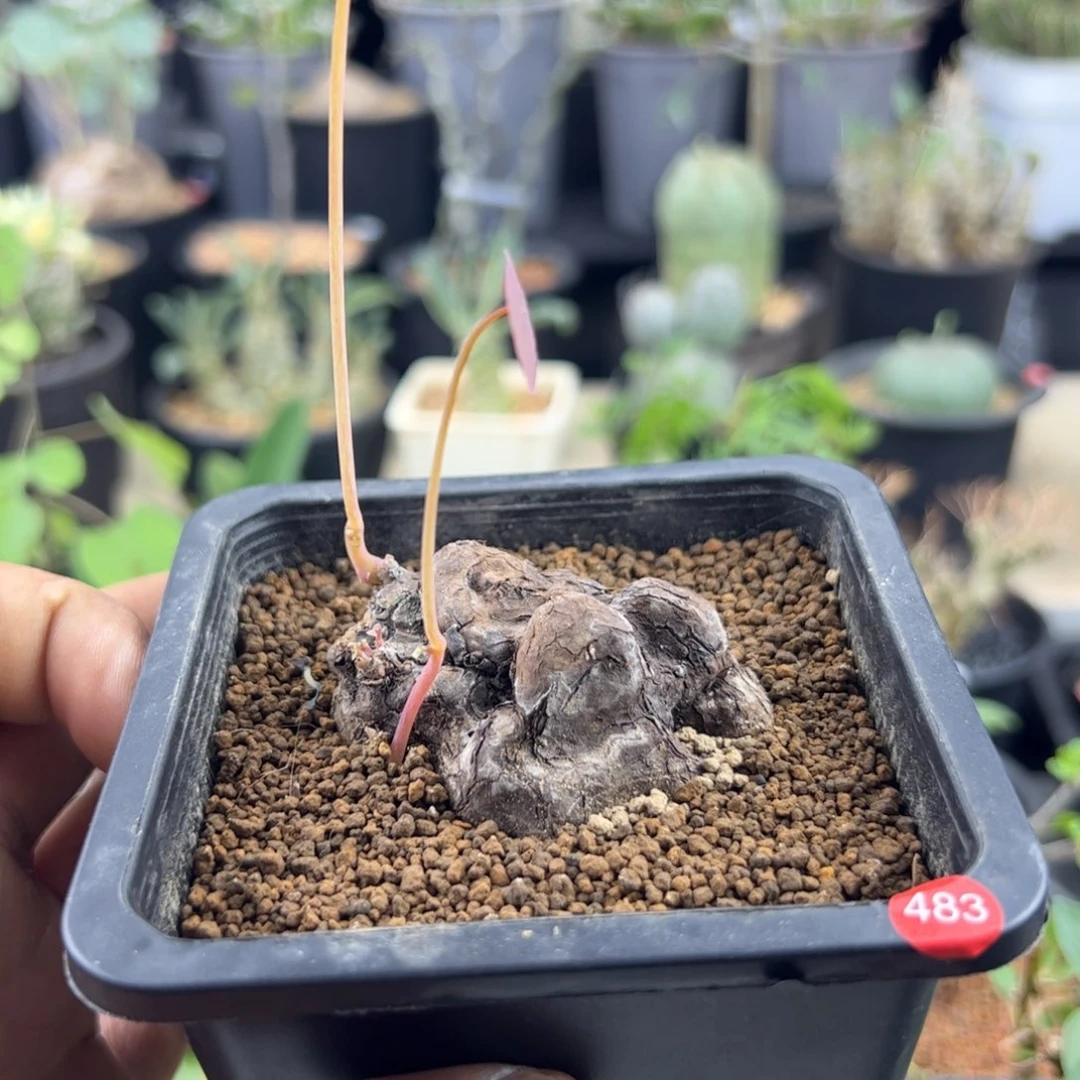 一叶龟5.4一物一拍带盆发