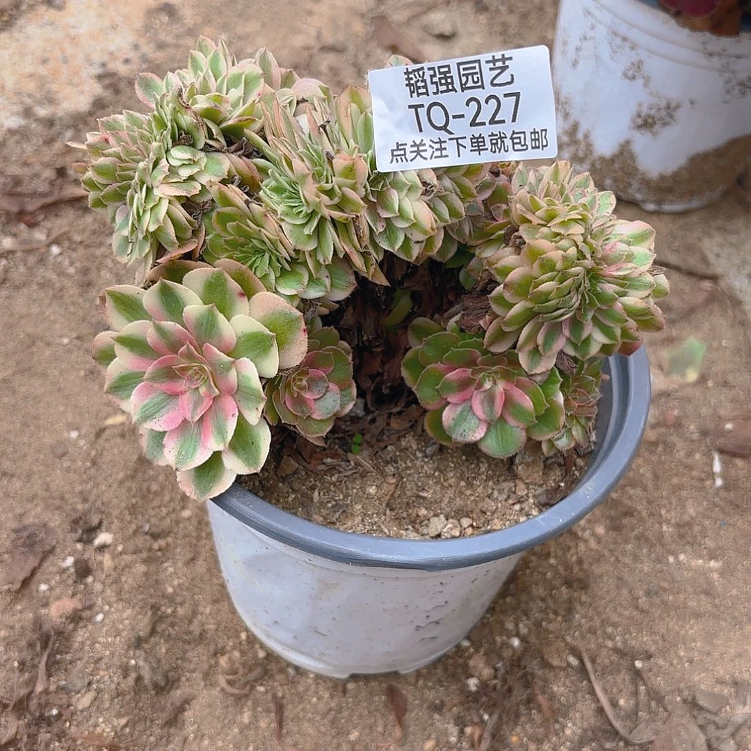 倾城缀多肉植物227