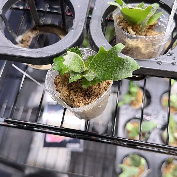 无花朵鹿角皇冠孢子苗