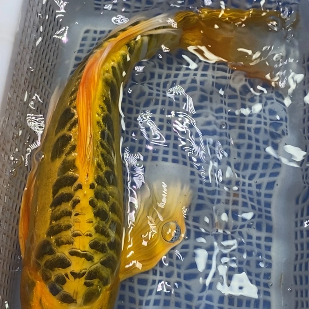 锦鲤冷水锦鲤包邮