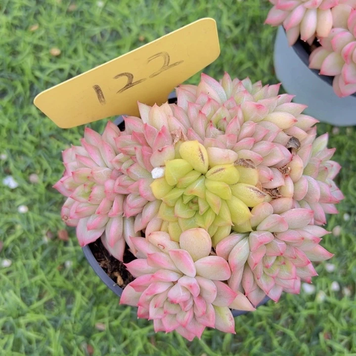 健健康康平平安安