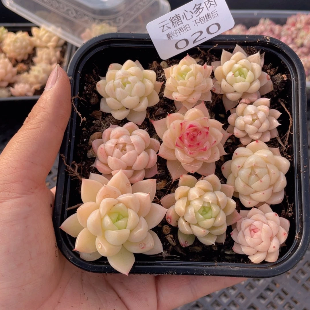 兰****物云糖心多肉植物20