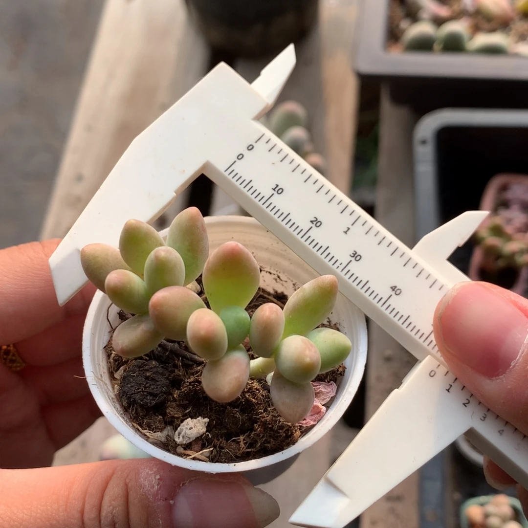 芒果奶酪多肉植物