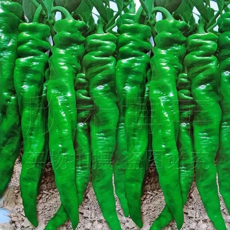 螺丝椒种子春季四季蔬菜种子辣椒种子杂交香辣特大螺丝椒种子