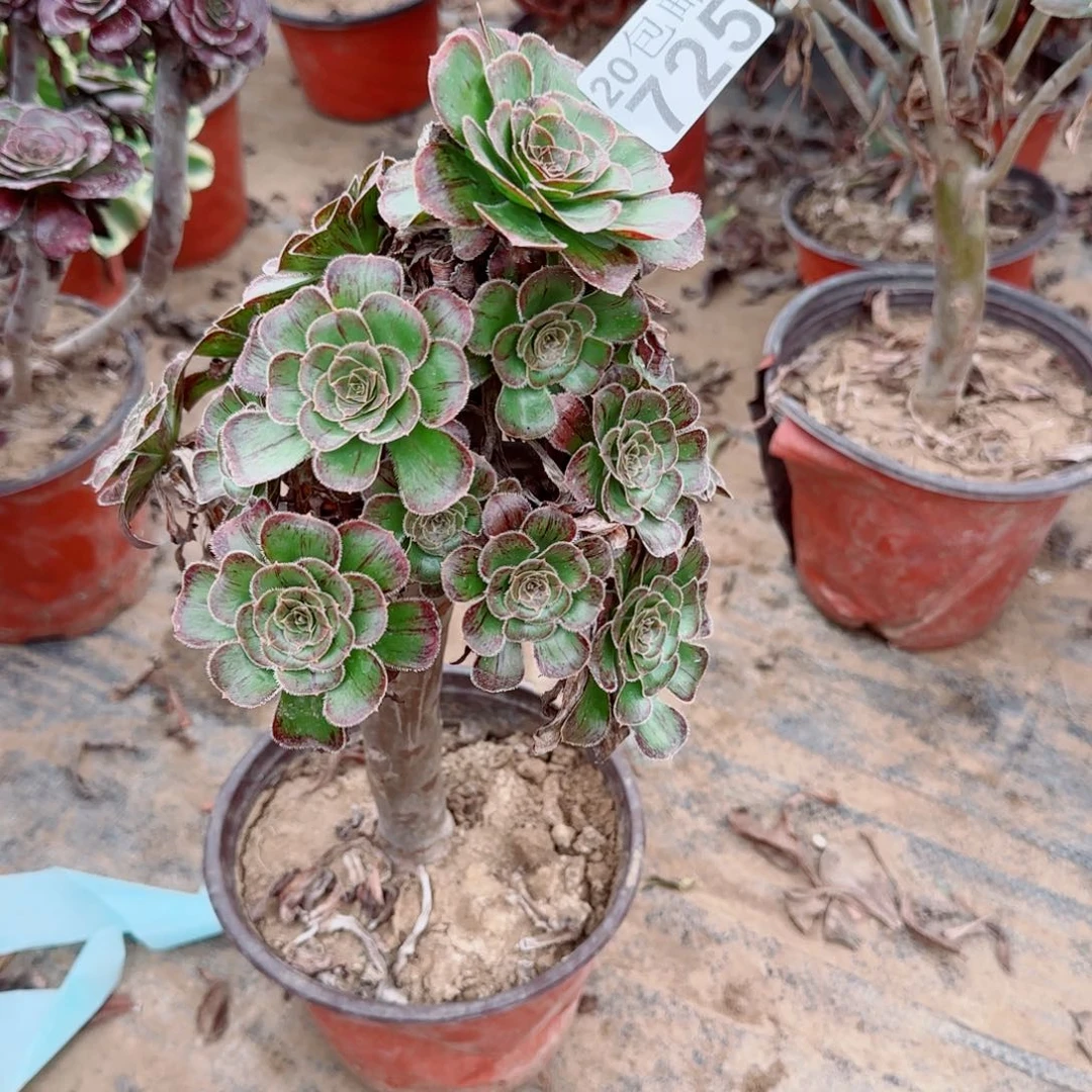 拉丝725满20包邮断枝不包