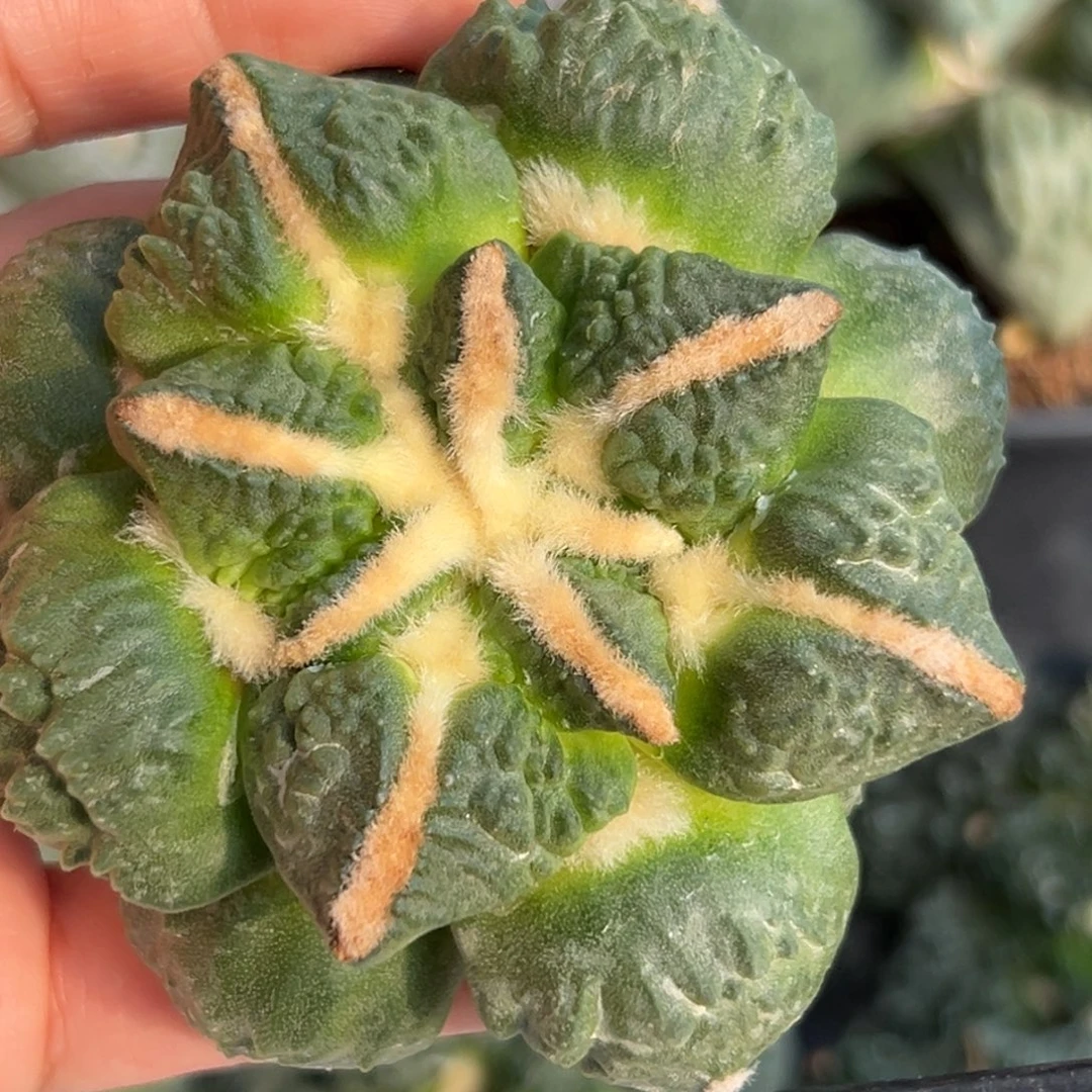 255 仙人球的比赛 无根