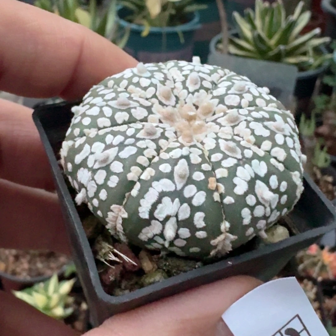 201超兜带盆发货实生