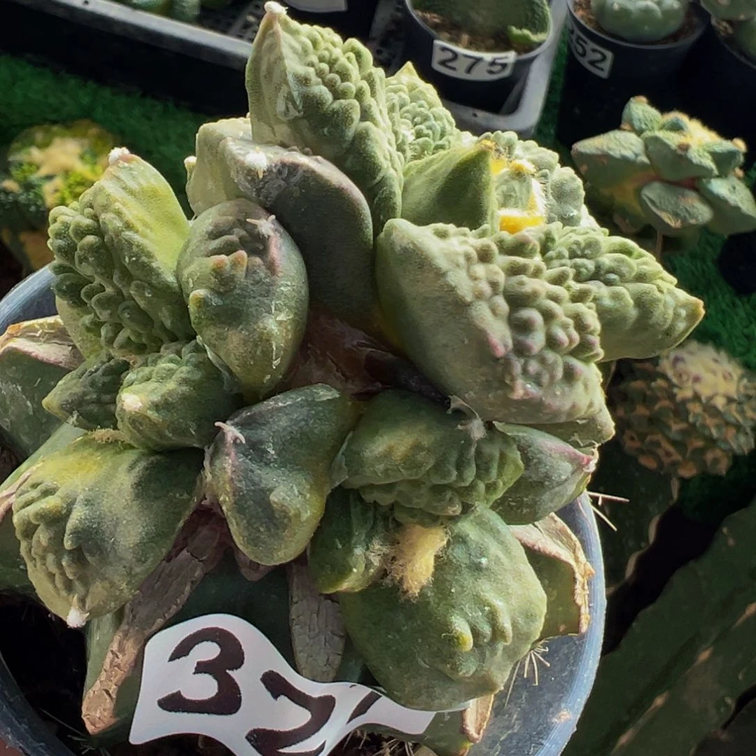 长***锐无花朵哥斯拉怒涛锦群327