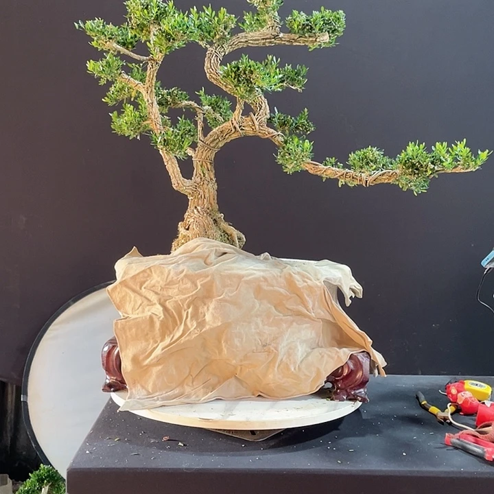 完全开放惠****兄黄杨盆景园林