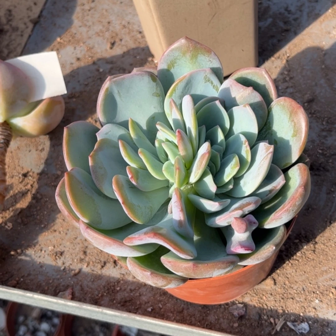 【闪购商品】无花朵一**间