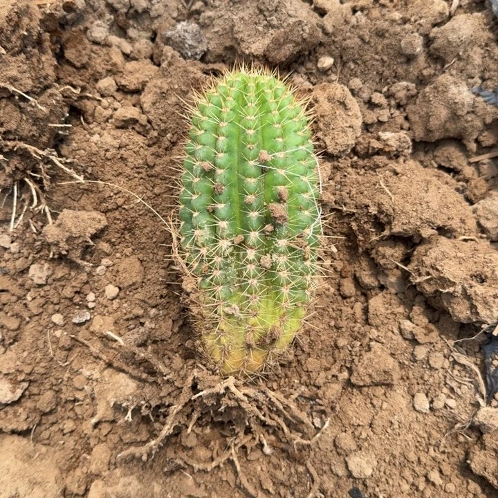 329新品毛花柱落地无木心斑15公分左右高度