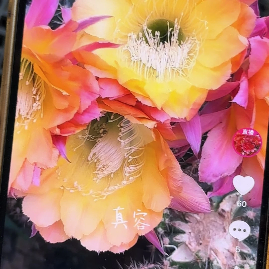 真容彩侧牙28包邮仙人球34