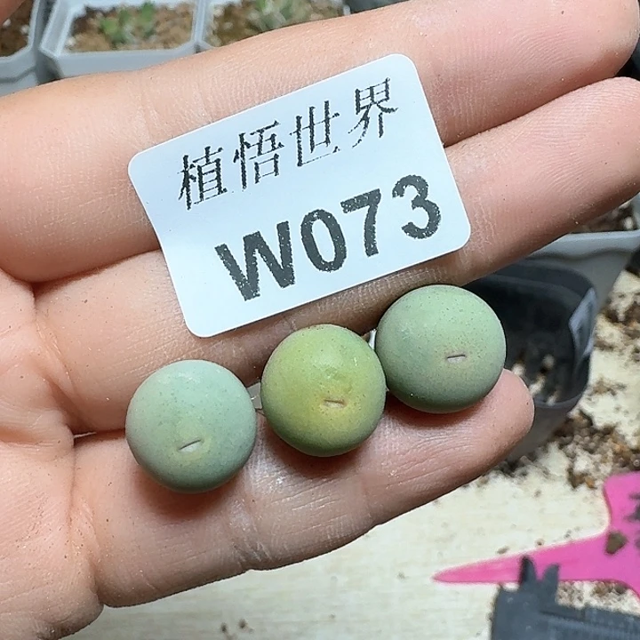 珍*版073号多肉植物哇c