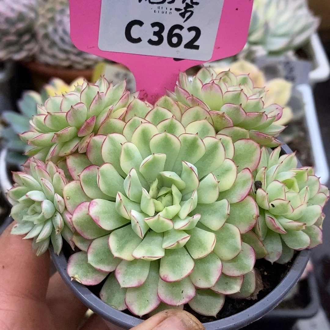 362群生哈哈哈哈哈哈哈