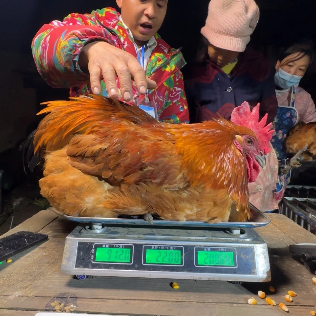 红瑶鸡农村土鸡035