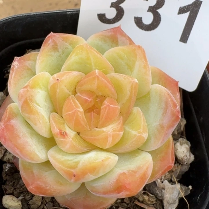 黄桃体            多肉植物
