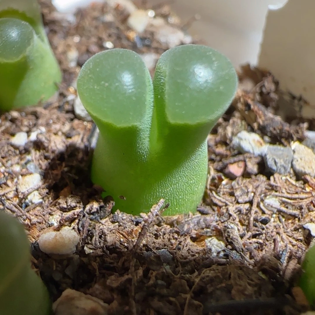 肉锥多肉植物组合-极窗1433
