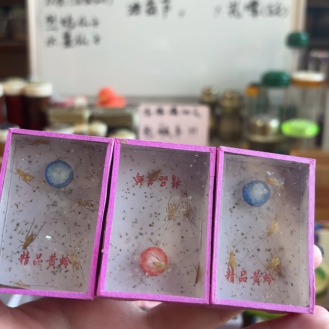 三盒小黄 过冬小黄