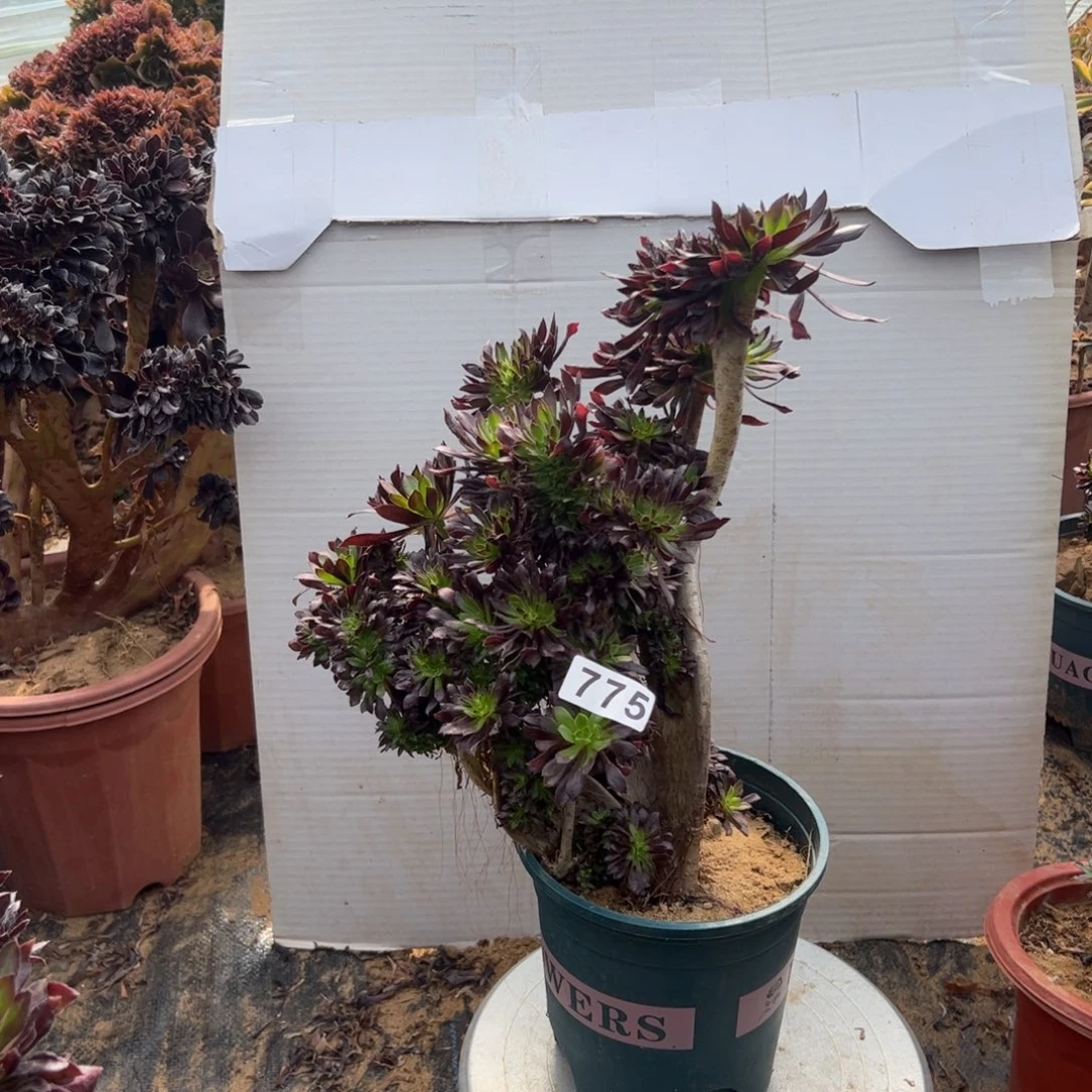 有伤黑缀775高33