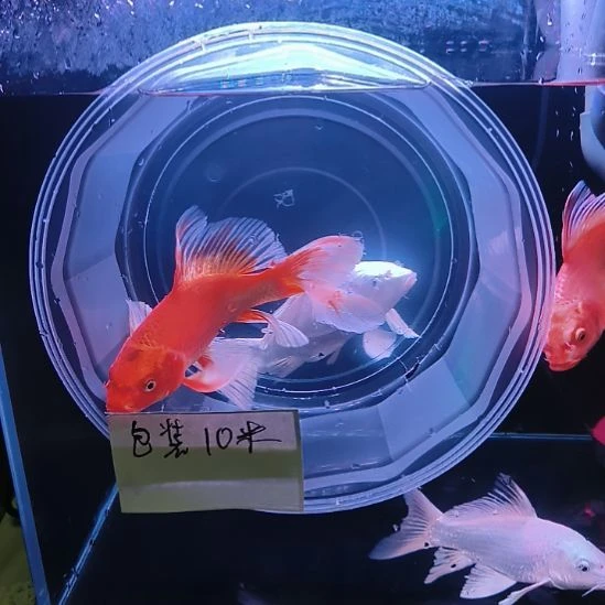 海水鱼大七鳍蝴蝶鲤满鳍有张力